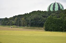 富里スイカの特徴と栽培方法 | JA富里市