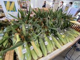 大人気のトウモロコシ🌽色々な品種が並び始めました！ | かた ...