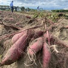 京都城陽の寺田いも(紅はるか)5kg(栽培期間中農薬不使用) | 京都 ...
