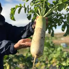 宮重だいこん | あいちの伝統野菜