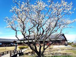 四季を通じて自然を満喫！『佐布里緑と花のふれあい公園（梅っ花 ...