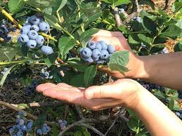 B.B唐沢園 – 信州山形村のブルーベリー園