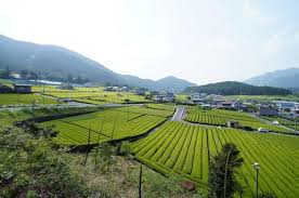 日本一良質な川根茶／川根本町公式ホームページ