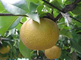 埼玉ブランドの梨「彩玉（さいぎょく）」 - 埼玉県