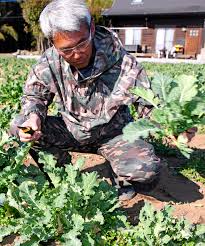 おまえはキタカントウを知らない 「かき菜」 [栃木県]：朝日新聞 ...