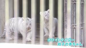 宇都宮動物園」でホワイトタイガーの双子の赤ちゃん 一般公開 ...