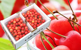 07-10-029 さくらんぼ(佐藤錦)1kg - 山形県天童市｜ふるさと ...