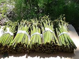 予約販売】朝採りワラビを当日出荷！山形小国町産新鮮わらび ...