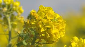 春の訪れを感じる！南知多の「観光農園 花ひろば」で菜の花が ...