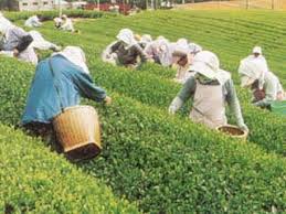 白井茶園／しんしろ茶紹介