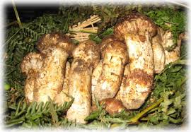 松茸 - 上田市ホームページ