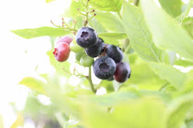 旬を迎えるブルーベリー - 長野県山形村