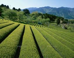 足柄茶の茶畑 山北町 神奈川県[25532008501]の写真・イラスト ...