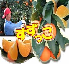 JA尾鈴 「すずっこ」 約2.5kg 8玉～12玉入り お歳暮にも: JA尾 ...