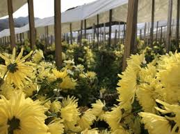 南部町の食文化を彩る伝統野菜「阿房宮」の干し菊 | 株式会社まつの