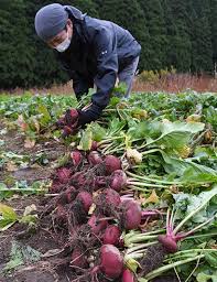 福井市美山地区の伝統野菜「河内赤かぶら」収穫 | トピックス ...