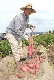 収穫の秋 甘さ抜群！／城陽市特産「寺田いも」