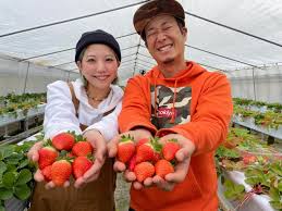 ひばごんファームで夏秋いちごを栽培している田盛さん | 広島県 ...