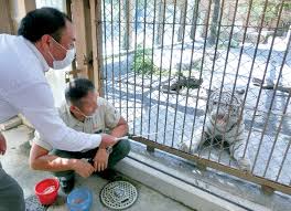 おいしそう…ホワイトタイガーにブランド鶏届く 山形から支援 ...