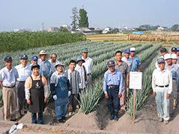 白ネギ | エコえひめ | 農業のこと | 松山市農業協同組合