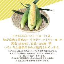 楽天市場】【静岡県森町産】甘々娘 2kg 5本～7本入 3kg 7本～10 ...