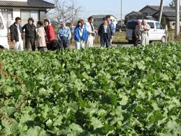 春を呼ぶ伝統野菜～”かき菜”を知ってますか？ | 農政部職員 ...