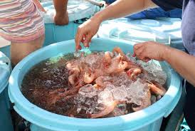 ホンエビ、アカザエビ…トロール漁初日「まずまず」 駿河湾で解禁 ...