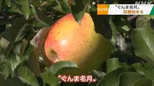 幻のりんご”「ぐんま名月」の収穫始まる みなかみ町｜NHK 群馬県 ...