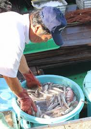 ホンエビ、アカザエビ…トロール漁初日「まずまず」 駿河湾で解禁 ...