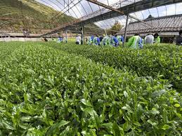 新茶】伊勢茶の産地・三重県大台町！令和5年は例年になく良い ...