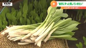 ぬめり”と“シャキシャキ”伝統野菜「小笹うるい」の収穫盛んに ...