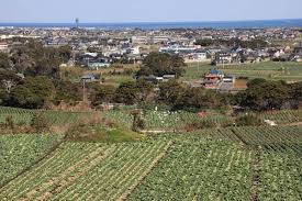 銚子の「灯台印キャベツ」 ちばエコ農産物に指定 【千葉地理学会 ...