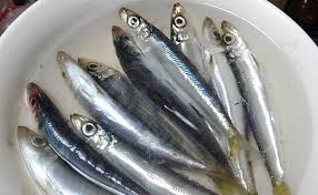 サカナで地域活性化：一本釣りの『ウルメイワシ』 高知県土佐市 ...