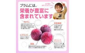 先行予約》すもも「サンルージュ」約2kg 2～3L【2024年8月中旬頃 ...