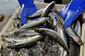 ウルメ半年ぶり水揚げ 量少なく不安続く 高知県土佐市宇佐 ...