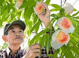 愛知：温室育ち もう食べ頃 幸田で桃初出荷：地域ニュース ...