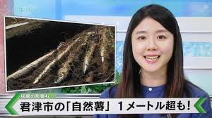 千葉県 君津市特産の「自然薯」のご紹介 （千葉テレビ報道より ...