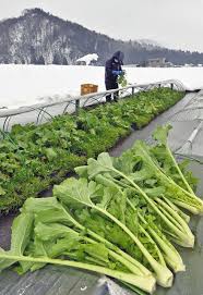 雪に鮮やか勝山水菜 収穫進む：日刊県民福井Web