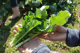 埼玉県「比企のらぼう菜」: クサマヒサコの野菜ノート