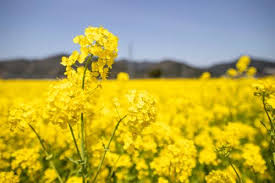 さばえ菜花米 – めがねのまちさばえ 鯖江市