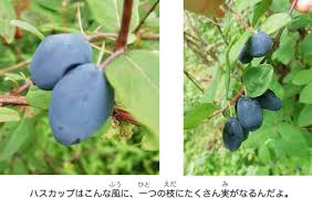 ハスカップってどんな植物？ | 苫小牧市立中央図書館