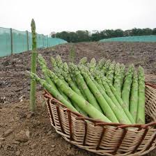 北海道小清水産 グリーンアスパラ【出荷時期：5月下旬頃より順次 ...